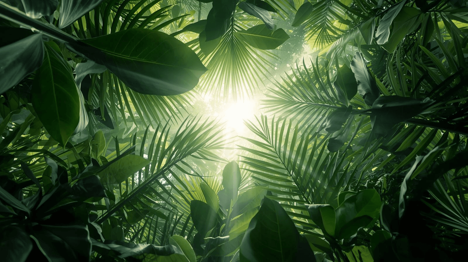 Lush green fern canopy — Begin Your Wellness Journey